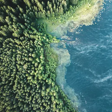 Eine Vogelperspektive auf einen grรผnen Wald, der sich bis zur Kรผste erstreckt, wo er auf blaues Wasser trifft. Die Grenze zwischen Wald und Wasser ist von Pflanzen gesรคumt, die das Ufer charakterisieren. Die Szene vermittelt ein Gefรผhl von Ruhe und natรผrlicher Schรถnheit.